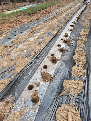 참깨10143님의 일손 구하셨나요? · 참여글 작성글 사진