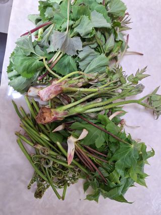 레인보우가든님의 자유주제 · 자유게시판 작성글 사진