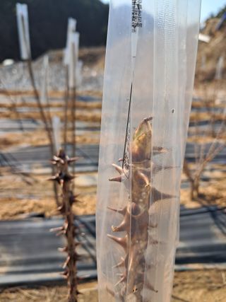 복숭아13822님의 일손 구하셨나요? · 참여글 작성글 사진