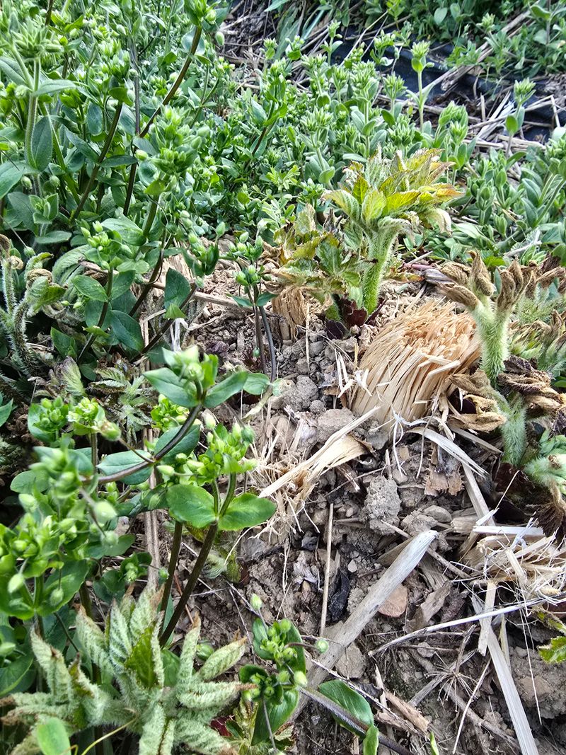 오아성님의 장터 판매 상품 [야생땅두릅 순] 첨부 사진