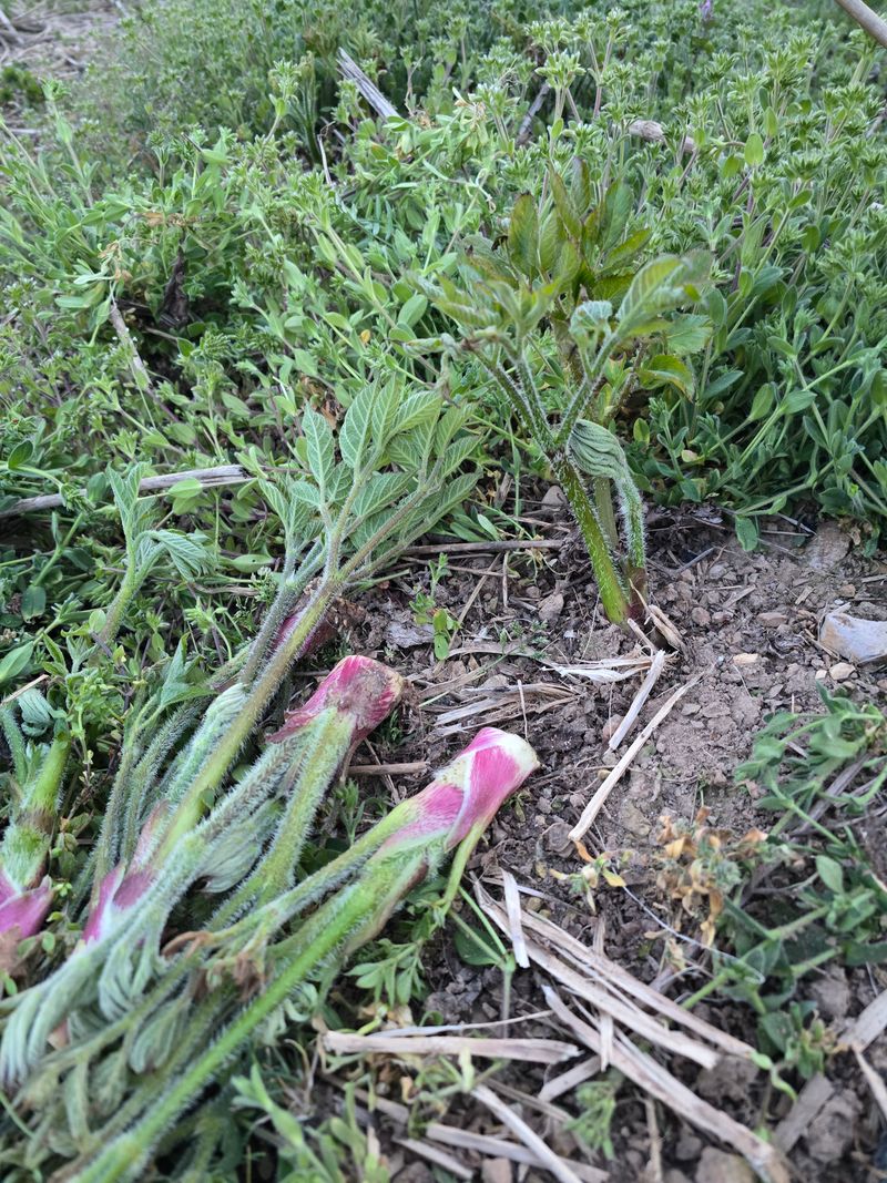 장터 상품 [야생땅두릅 순] 썸네일