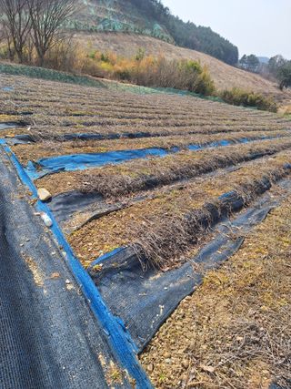 최광석님의 일손 구하셨나요? · 참여글 작성글 사진