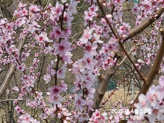 동우농장(김대욱)님의 복숭아 · 자유게시판 작성글 사진
