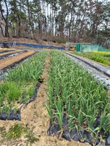 팜모닝 일손 구하셨나요?·참여글 게시글 이미지