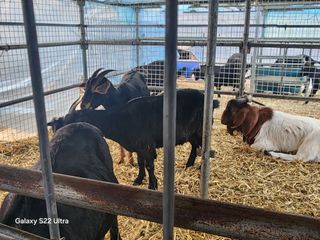 상추6475님의 자유주제 · 자유게시판 작성글 사진