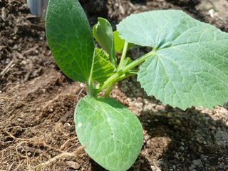 산성골농장님의 자유주제 · 자유게시판 작성글 사진