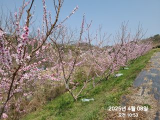 동우농장(김대욱)님의 복숭아 · 자유게시판 작성글 사진
