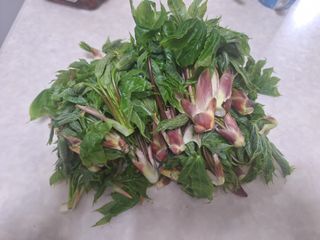 레인보우가든님의 자유주제 · 자유게시판 작성글 사진