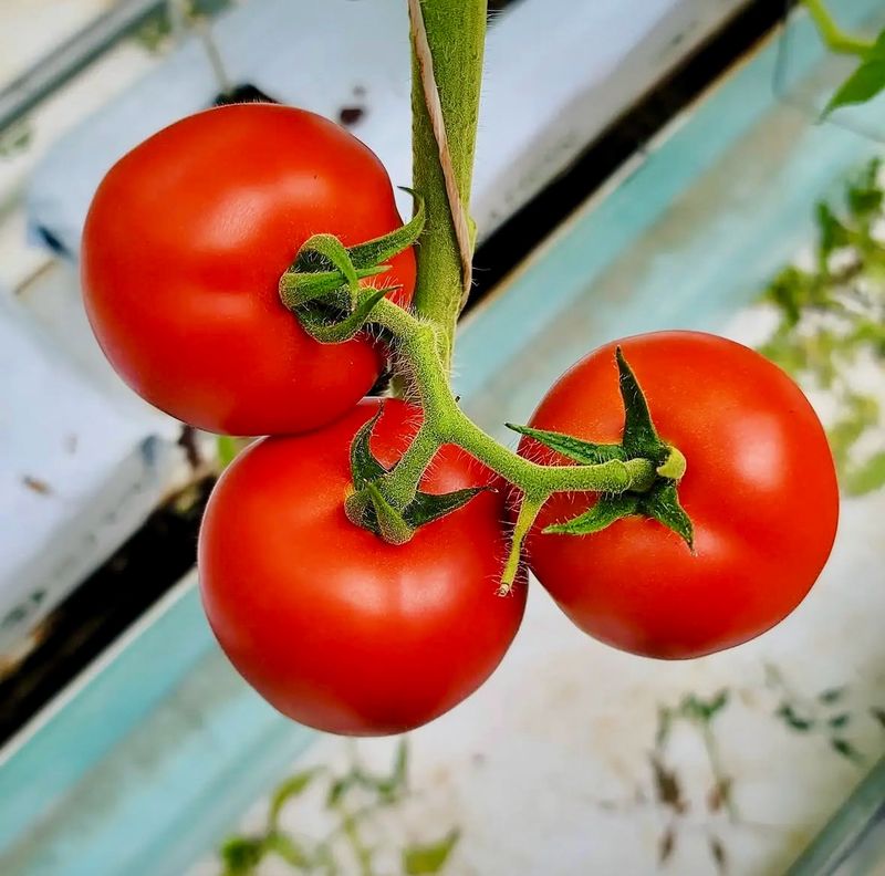 농부손녀님의 장터 판매 상품 [[폭탄세일] 완숙토마토 5kg 무료배송] 첨부 사진