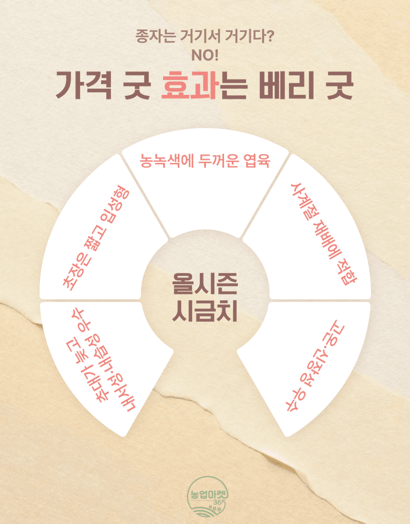 농업마켓365님의 장터 판매 상품 [농업마켓365 아시아종묘 시금치 20g 500g 올시즌시금치 씨앗 종자 종묘 ] 첨부 사진