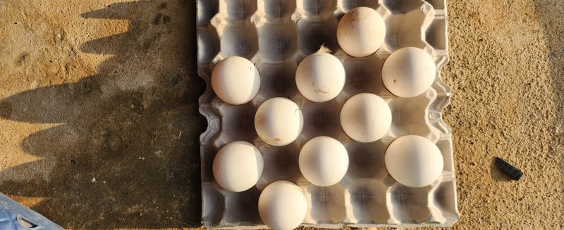 김민철 님의 장터 판매 상품 [거위] 첨부 사진