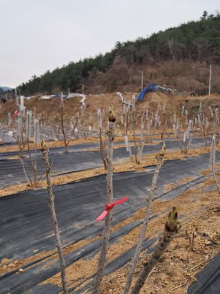 복숭아13822님의 일손 구하셨나요? · 참여글 작성글 사진