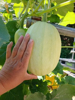 산성골농장님의 자유주제 · 자유게시판 작성글 사진