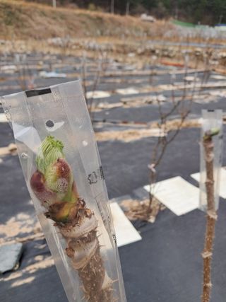 복숭아13822님의 일손 구하셨나요? · 참여글 작성글 사진