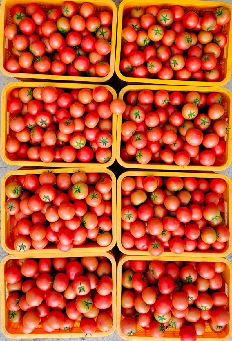 농부손녀님의 장터 판매 상품 [[폭탄세일] 완숙토마토 5kg 무료배송] 첨부 사진