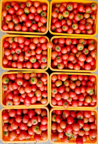 농부손녀님의 작성글 사진