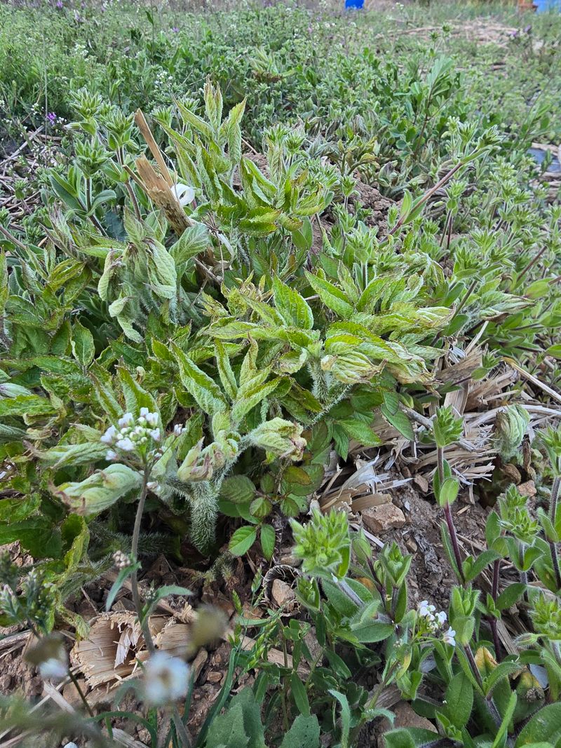 오아성님의 장터 판매 상품 [야생땅두릅 순] 첨부 사진