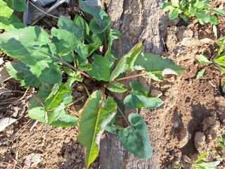 레인보우가든님의 자유주제 · 자유게시판 작성글 사진