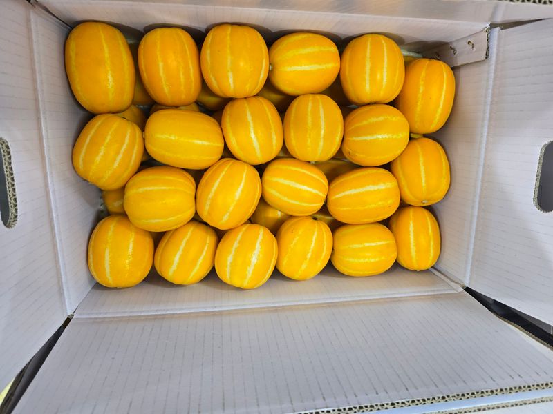 아들만셋 ♡님의 장터 판매 상품 [헌삼이네 참외  10kg.5kg.3kg 팜니다] 첨부 사진