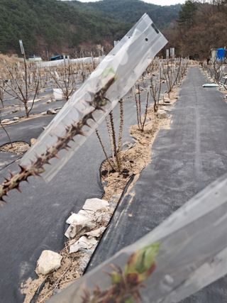 복숭아13822님의 일손 구하셨나요? · 참여글 작성글 사진