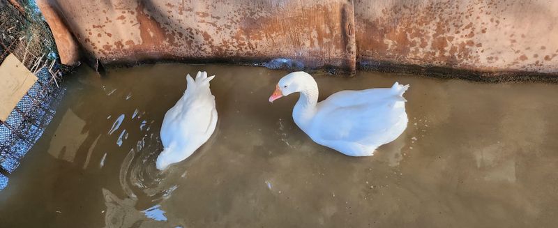 김민철 님의 장터 판매 상품 [거위] 첨부 사진