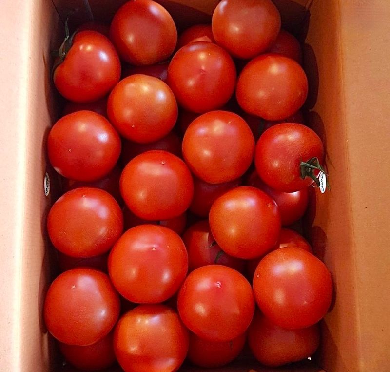 농부손녀님의 장터 판매 상품 [[폭탄세일] 완숙토마토 5kg 무료배송] 첨부 사진