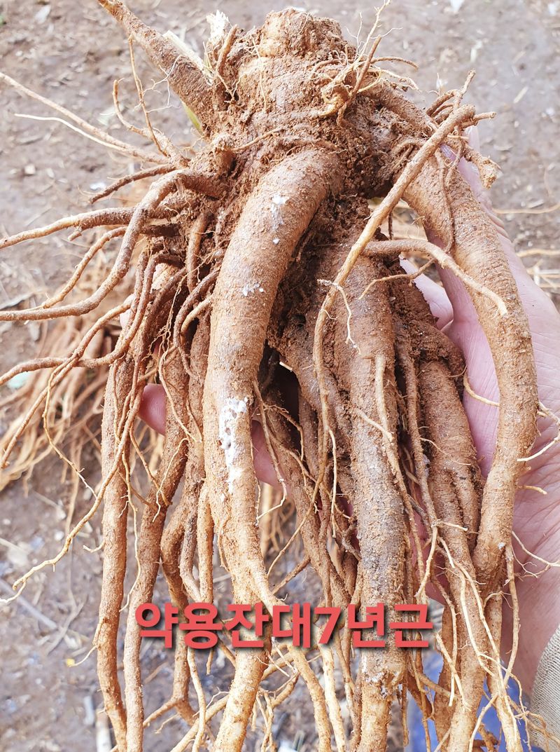 황강순님의 장터 판매 상품 [잔대(사삼) 약용7년근 1kg] 첨부 사진