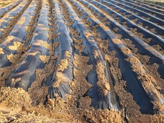 김완섭님의 일손 구하셨나요? · 참여글 작성글 사진