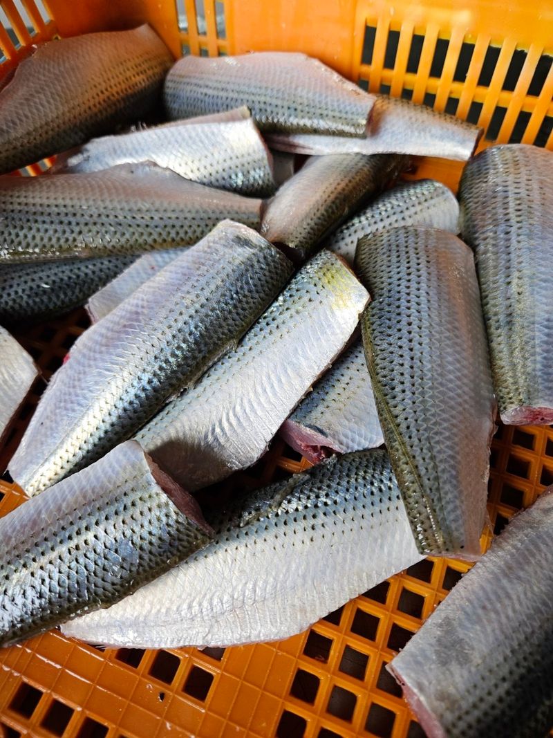 김진국님의 장터 판매 상품 [가을전어보다 더욱 고소한 봄전어(손질후 700g)생선회 세꼬시, 초고추장 제공] 첨부 사진