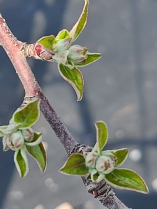 은혜농원(사과농사)님의 자유주제 · 자유게시판 작성글 사진
