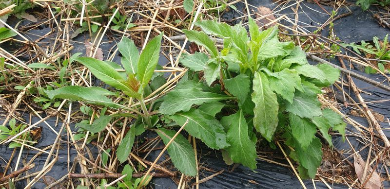 황강순님의 장터 판매 상품 [잔대(사삼) 약용7년근 1kg] 첨부 사진