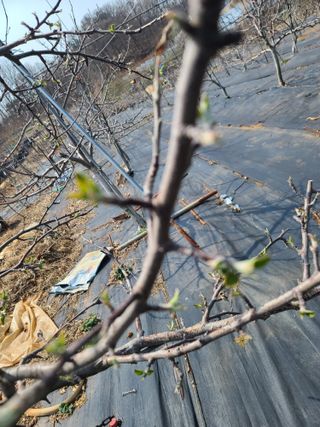 은혜농원(사과농사)님의 자유주제 · 자유게시판 작성글 사진