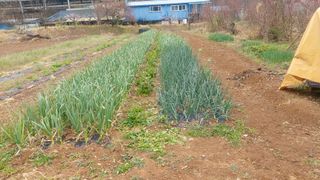 민영학님의 일손 구하셨나요? · 참여글 작성글 사진