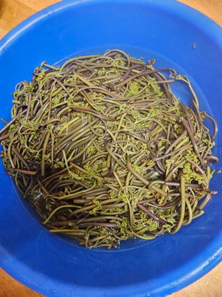 제주 지안이네농장님의 자유주제 · 자유게시판 작성글 사진