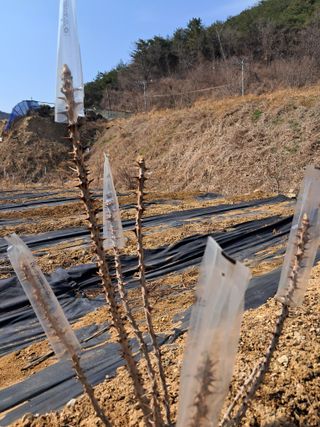 복숭아13822님의 일손 구하셨나요? · 참여글 작성글 사진