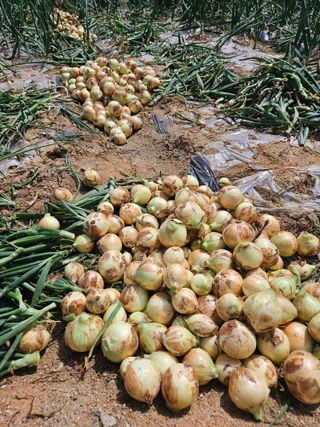 이재관(황토속애)님의 작성글 사진