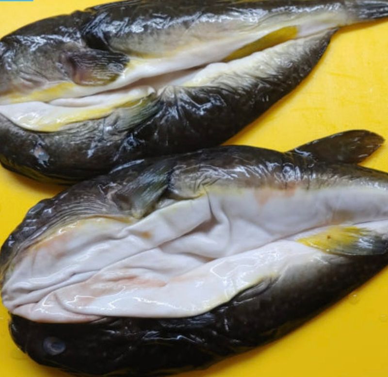 김진국님의 장터 판매 상품 [국내 자연산 복어(참복,밀복) 손질후 500g단위 2팩(1kg 실중량)] 첨부 사진