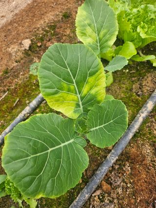 손현순님의 농사, 무엇이든 물어보세요! · 참여글 작성글 사진