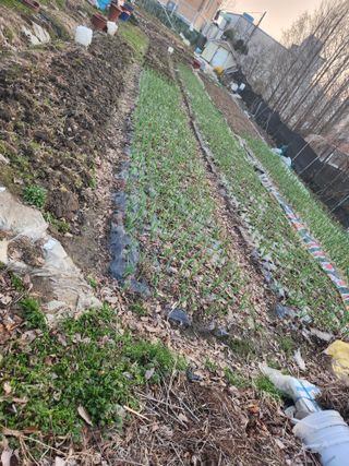 강미화11월출석왕♡님의 일손 구하셨나요? · 참여글 작성글 사진