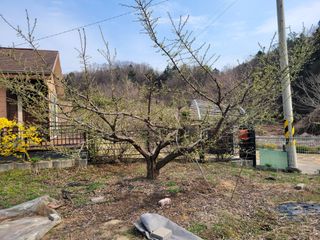 땅땅님의 자두 · 자유게시판 작성글 사진