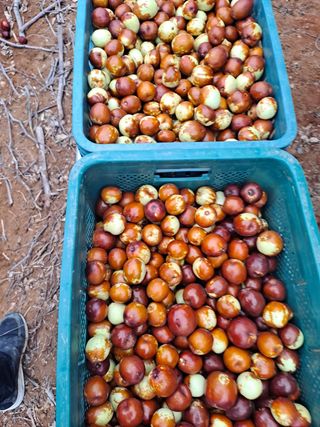 팜모닝회원이성구님의 일손 구하셨나요? · 참여글 작성글 사진