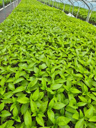 김영진(전남영광)님의 자유주제 · 자유게시판 작성글 사진