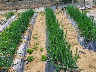 땅땅님의 마늘 · 비료•농약 작성글 사진