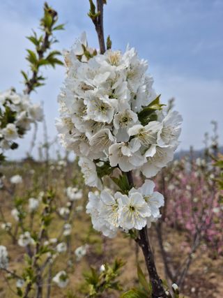 우리농원님의 자유주제 · 자유게시판 작성글 사진
