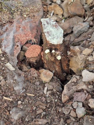 김용대님의 자유주제 · 자유게시판 작성글 사진