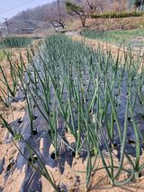 팜모닝 자유주제·자유게시판 게시글 이미지