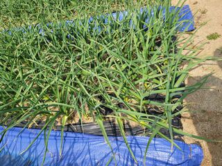 땅땅님의 마늘 · 비료•농약 작성글 사진