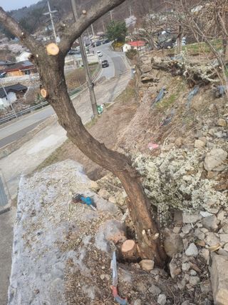 김용대님의 자유주제 · 자유게시판 작성글 사진