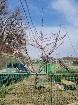 땅땅님의 자두 · 자유게시판 작성글 사진