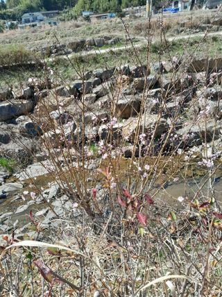 김민수산에서농사중님의 자유주제 · 자유게시판 작성글 사진